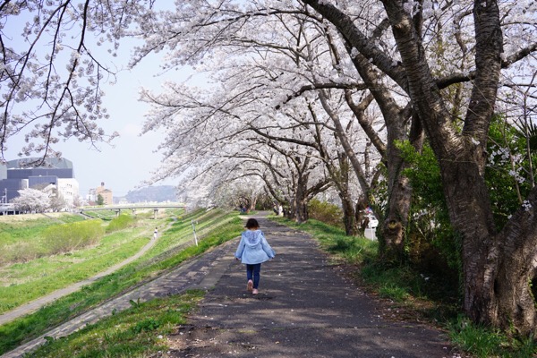 いわき市新川の土手の桜
