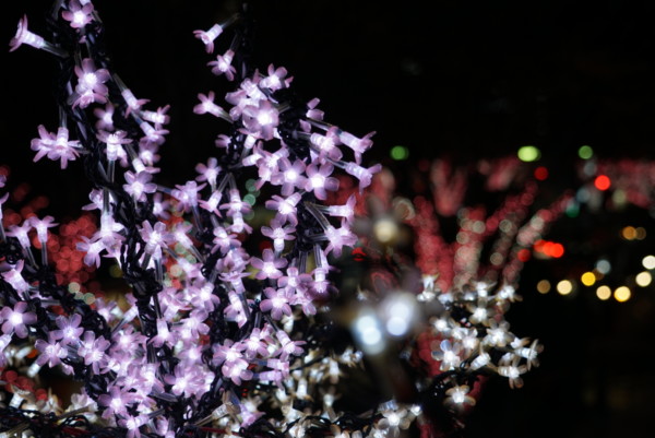いわきラトブ前の桜のイルミネーション