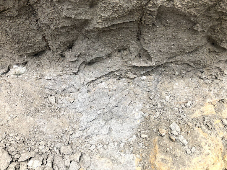 いわき市アンモナイトセンターの化石発掘体験